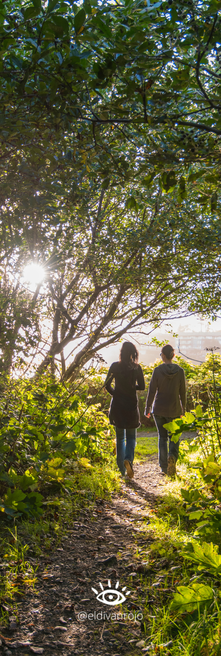 Dos personas caminan juntas por un sendero rodeado de árboles y vegetación, con la luz del sol filtrándose entre las hojas. Representa el acompañamiento terapéutico, el camino de sanación y la conexión con la vida.