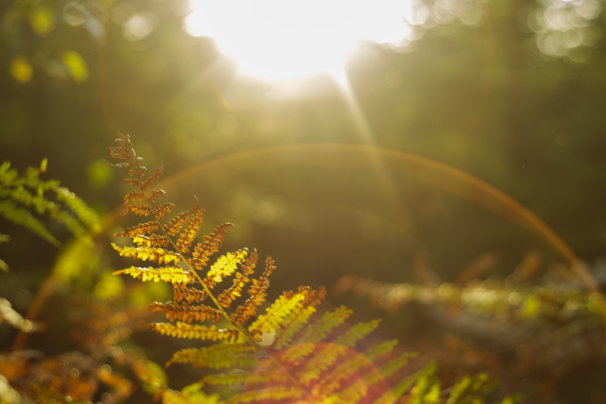 Primer plano de helechos dorados iluminados por la luz del sol filtrándose entre los árboles, evocando renovación y crecimiento.